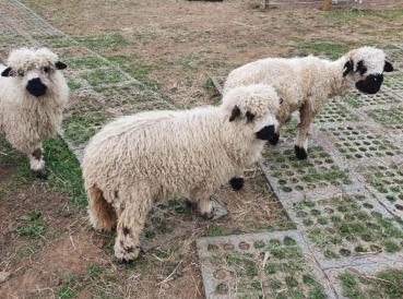 Rasengittersteine Kunststoff Verbund