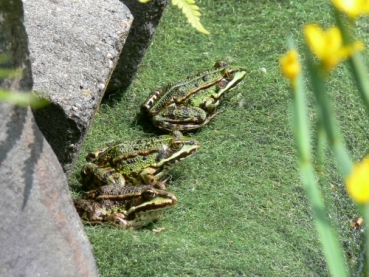 Ufermatte mit Frosch